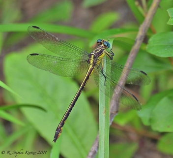 Stylurus potulentus, female